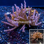 Tree Coral Indonesia (click for more detail)