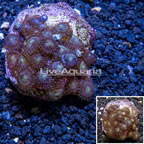 Zoanthus Coral Indonesia (click for more detail)