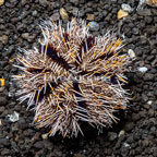 Halloween Urchin (click for more detail)