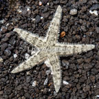 Sand Sifter Sea Star (click for more detail)