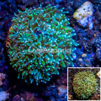 LiveAquaria® Cultured Galaxea Coral (click for more detail)