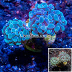 LiveAquaria® Cultured Hammer Coral (click for more detail)