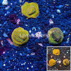 LiveAquaria® Cultured Leptoseris Coral, Three Pack (click for more detail)