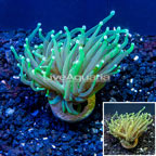 LiveAquaria® Cultured Torch Coral (click for more detail)