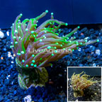 LiveAquaria® Cultured Torch Coral (click for more detail)