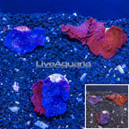 LiveAquaria® Cultured Photosynthetic Plating Red and Blue Sponges, Three Pack (click for more detail)