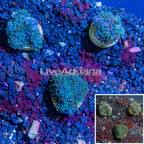 LiveAquaria® Cultured Sympodium Polyps, Three Pack (click for more detail)