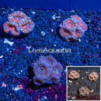 LiveAquaria® Cultured Acan Lord Coral, Three Pack (click for more detail)
