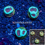 LiveAquaria® Cultured Goniastrea Coral, Three Pack (click for more detail)