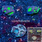LiveAquaria® Cultured Goniastrea Coral, Three Pack (click for more detail)