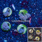 LiveAquaria® Cultured Xenia Coral, Four Pack (click for more detail)