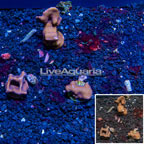 LiveAquaria® Cultured Blue Ridge Coral, Three Pack (click for more detail)