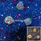 LiveAquaria® Cultured Favia Coral, Three Pack (click for more detail)