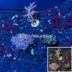 LiveAquaria® Cultured Pineapple Tree, Xenia and Zoanthus Coral Combo Frag Three Pack (click for more detail)