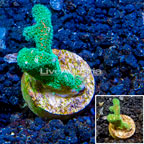 LiveAquaria® Cultured Pocillopora Coral (click for more detail)