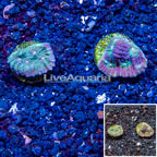 LiveAquaria® Cultured Ultra Chalice Coral, Two Pack (click for more detail)