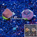 LiveAquaria® Cultured Montipora Coral, Two Pack (click for more detail)