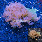 Waving Hand Coral Vietnam (click for more detail)