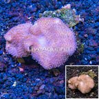 Toadstool Leather Coral Vietnam (click for more detail)