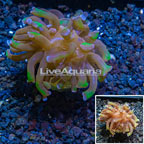 LiveAquaria® Cultured Hammer Coral (click for more detail)