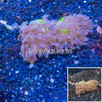 LiveAquaria® Cultured Anthelia Coral, Two Pack (click for more detail)
