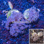 LiveAquaria® Cultured Pom Pom Xenia Coral, Two Pack (click for more detail)