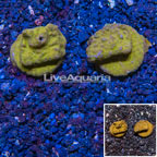 LiveAquaria® Cultured Psammacora Coral, Two Pack (click for more detail)