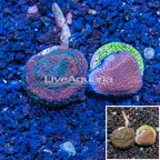 LiveAquaria® Cultured Montipora Coral, Two Pack (click for more detail)