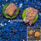 LiveAquaria® Cultured Cyphastrea Frag, Two Pack (click for more detail)