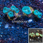 LiveAquaria® Cultured Caulastrea Coral, Two Pack (click for more detail)