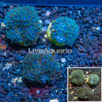 LiveAquaria® Cultured Blue Sympodium Coral, Three Pack (click for more detail)