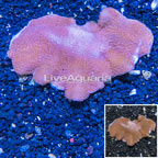 Toadstool Leather Coral Vietnam (click for more detail)