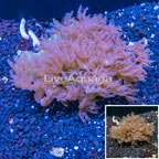 Waving Hand Coral Vietnam (click for more detail)