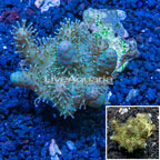 Devil's Hand Leather Coral Vietnam (click for more detail)