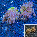 LiveAquaria® Cultured Anthelia Coral, Two Pack (click for more detail)
