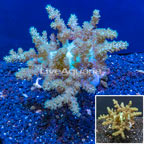 LiveAquaria® Cultured XL Pineapple Tree Coral (click for more detail)