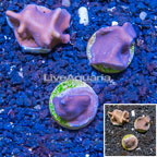 LiveAquaria® Cultured Blue Ridge Coral, Three Pack (click for more detail)