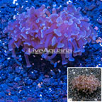 LiveAquaria® Cultured Hammer Coral (click for more detail)