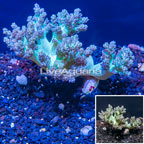 LiveAquaria® Cultured XL Pineapple Tree Coral (click for more detail)