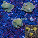 LiveAquaria® Cultured Montipora Coral, Three Pack (click for more detail)