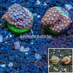 LiveAquaria® Cultured Cyphastrea Frag, Two Pack (click for more detail)