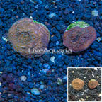 LiveAquaria® Cultured Montipora Coral, Two Pack (click for more detail)