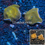 LiveAquaria® Cultured Montipora Coral, Two Pack (click for more detail)