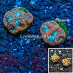 LiveAquaria® Cultured Favia Coral, Two Pack (click for more detail)