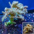 LiveAquaria® Cultured XL Pineapple Tree Coral (click for more detail)