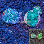 LiveAquaria® Cultured Hydnophora Coral, Two Pack (click for more detail)