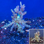 LiveAquaria® Cultured XL Pineapple Tree Coral (click for more detail)