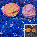 LiveAquaria® Cultured Leptoseris Coral, Two Pack (click for more detail)