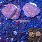 LiveAquaria® Cultured Montipora Coral (click for more detail)
