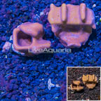 LiveAquaria® Cultured Blue Ridge Coral, Two Pack (click for more detail)
